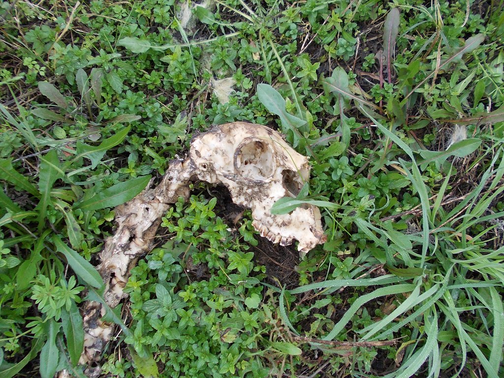 Sheep bones