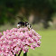 Baldfaced Hornet