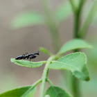 Asian Ant Mantis