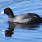 American coot