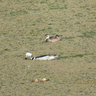 Cotton Pygmy Goose