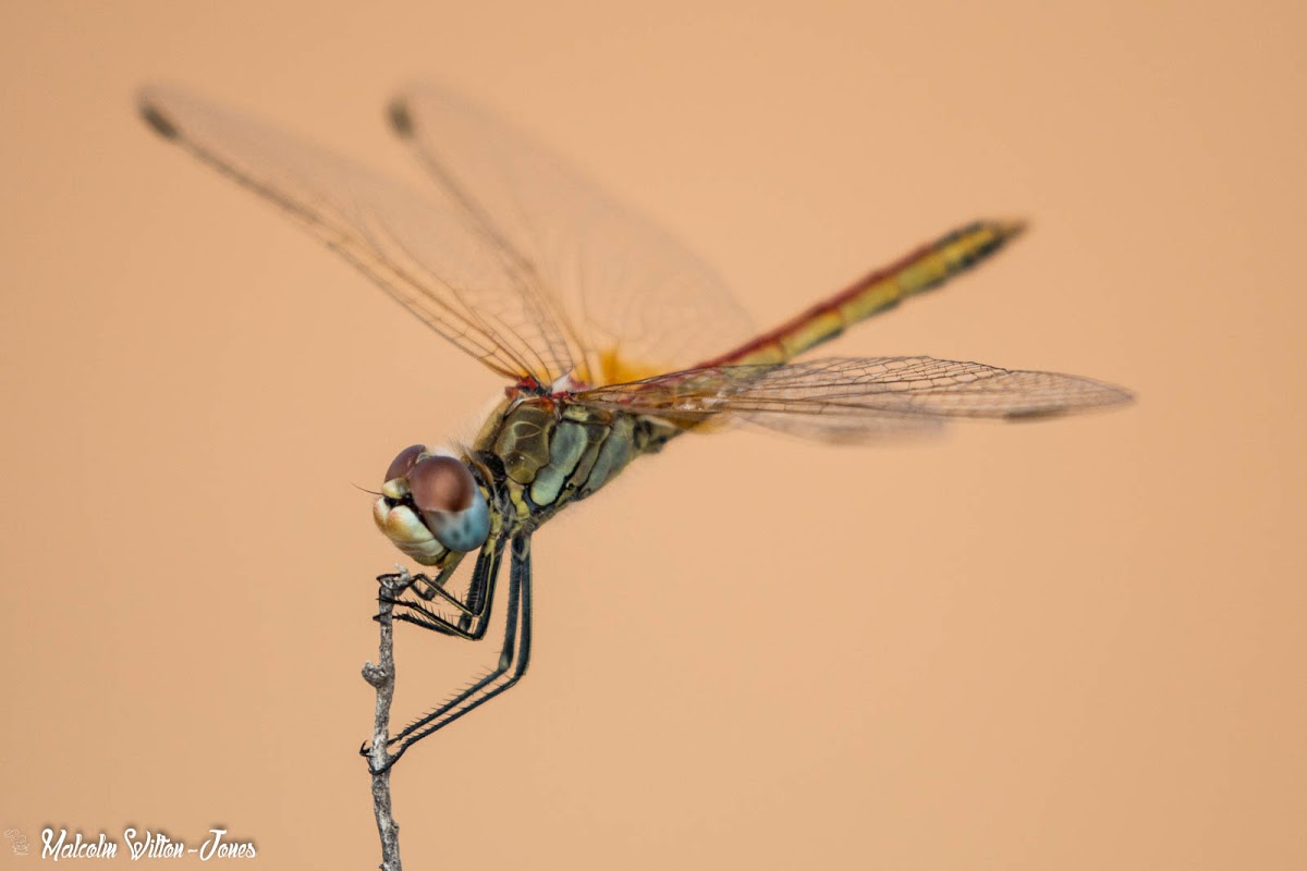 Red-veined Darter