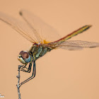 Red-veined Darter