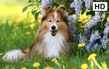 My Shetland Sheepdog HD Dog Wallpapers small promo image