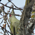 European Green Woodpecker