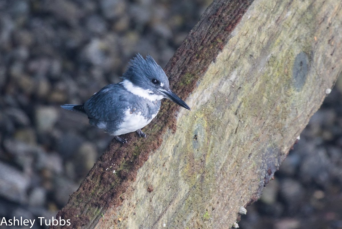 Belted Kingfisher