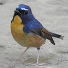 Snowy-browed Flycatcher,male