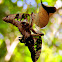 The tailed jay