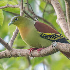 Ashy-headed Green Pigeon