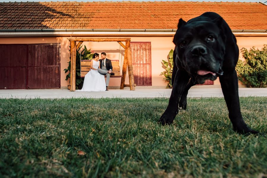 Fotógrafo de casamento Alex Philip (philipalex88). Foto de 5 de dezembro 2019