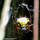 Yellow Spiny-backed Orb-weaver ♀