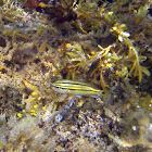 Bluestriped Grunt (juvenile)