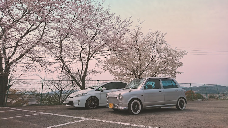 ミラジーノのプリウス・ミラジーノ・桜・桜と愛車・桜とコラボに関するカスタム事例の投稿画像2枚目
