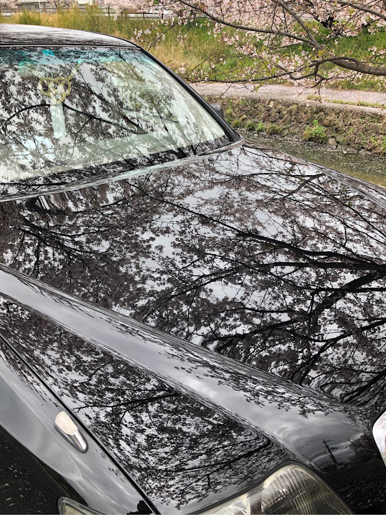 クラウンマジェスタのエムズガレージ・クラウンマジェスタ・桜・桜とコラボに関するカスタム事例の投稿画像7枚目