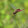 Red Saddlebags