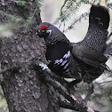 Spruce Grouse