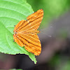 Common Maplet