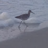 Willet