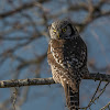 Northern hawk-owl