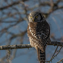 Northern hawk-owl