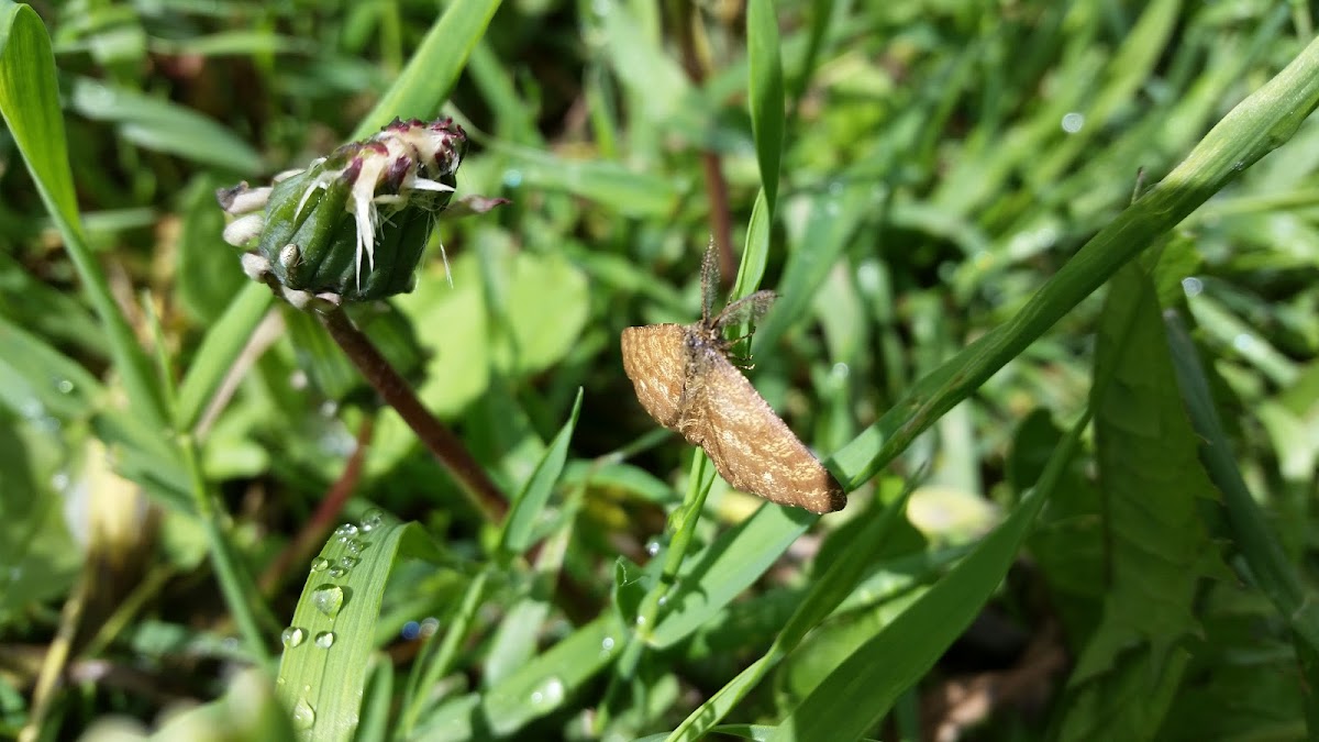 Geometer moth \ the grass wave