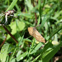 Geometer moth \ the grass wave