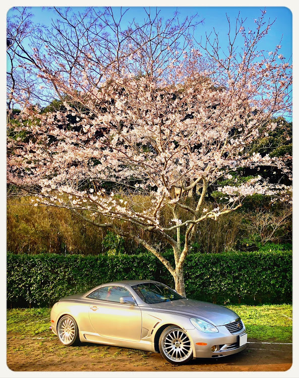 ソアラの南房総・城山公園・桜・館山市・館山城に関するカスタム事例の投稿画像4枚目