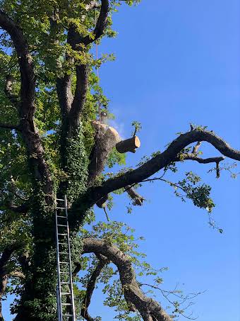 Large tree work album cover