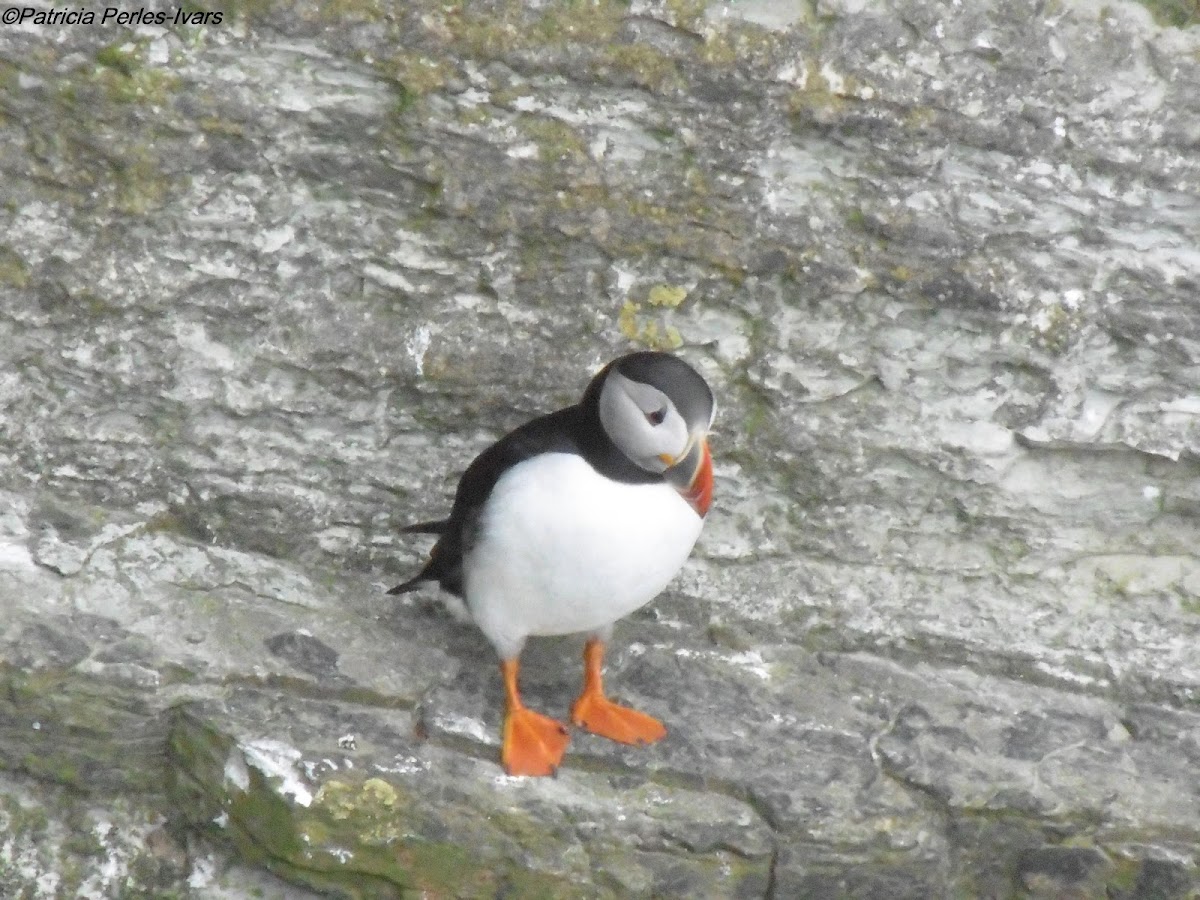 Atlantic puffin