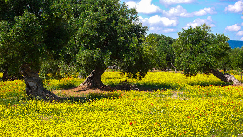 ulivi e fiori gialli di francescarametta