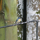 Tickell's Blue Flycatcher (Female)