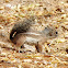 Harris's Antelope Squirrel