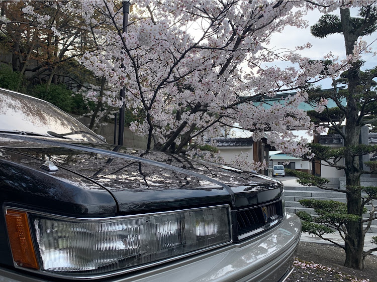 レパードの桜と愛車・桜とコラボ・桜と愛犬・桜と豆柴・ポカポカ陽気に関するカスタム事例の投稿画像3枚目