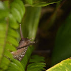 Giant east african landsnail