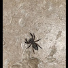 Black House Spider