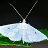 Geometrid Moth