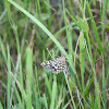 Geometer Moth