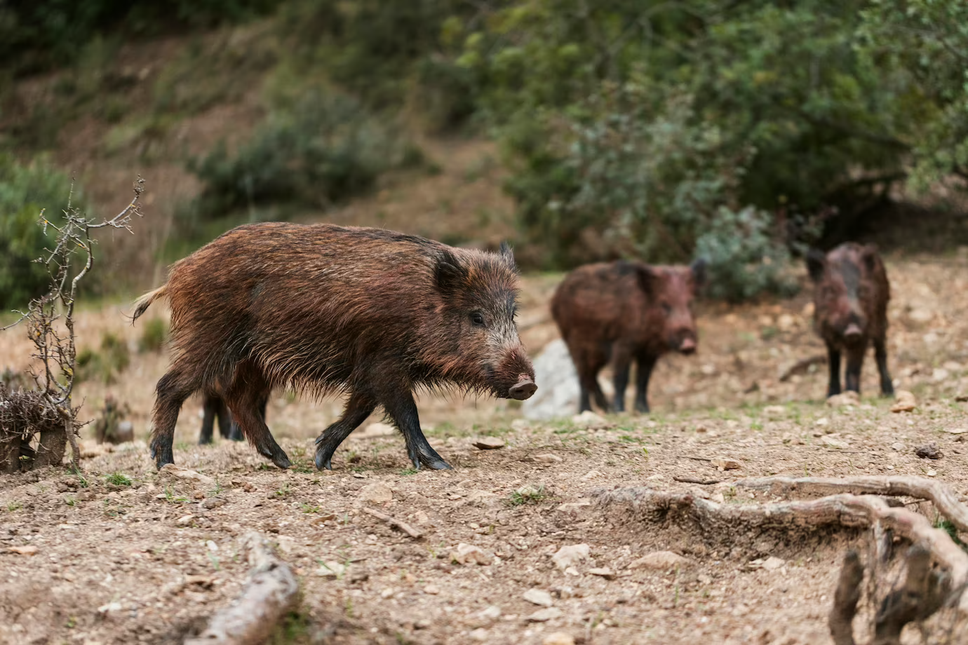 Porcul mistreț - habitat