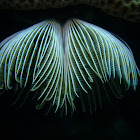 Feather Duster Worm