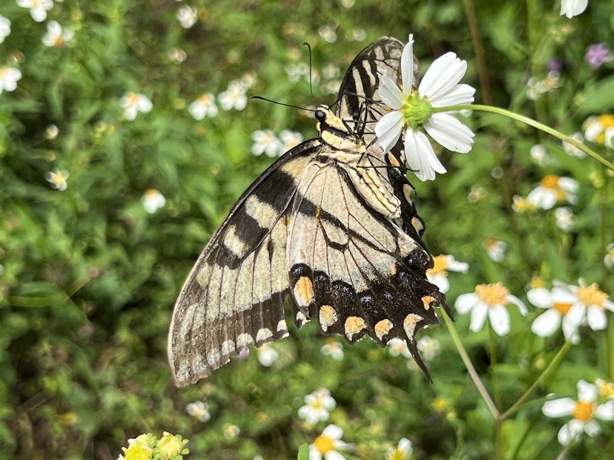 Eastern Giant Swallowtail