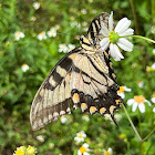 Eastern Giant Swallowtail