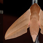 Levant Hawk Moth