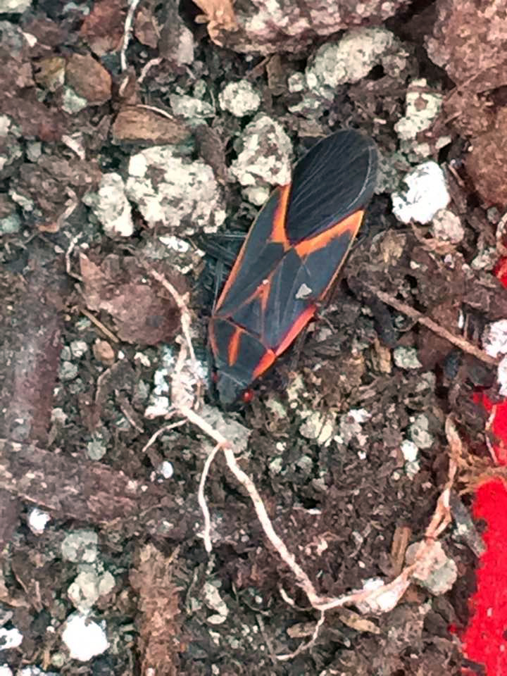 Boxelder Bug