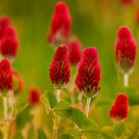 Three-leaf flower