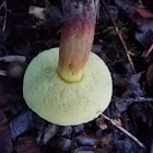 Zeller's Bolete