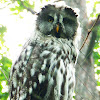 Great grey owl