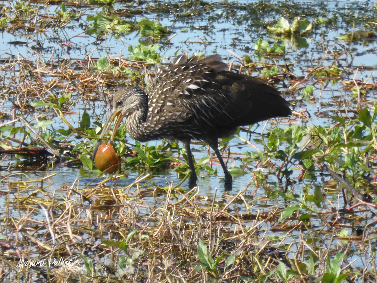 Limpkin Eating Apple Snail