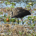 Limpkin Eating Apple Snail