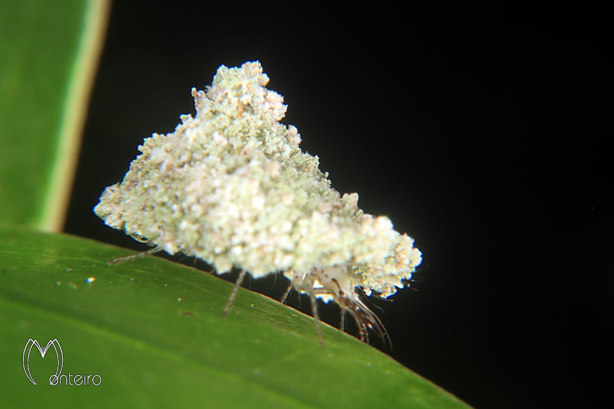 Lacewing larva