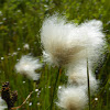 Red Cottongrass